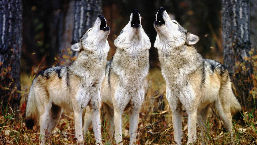 Wolves are more adaptable than people
